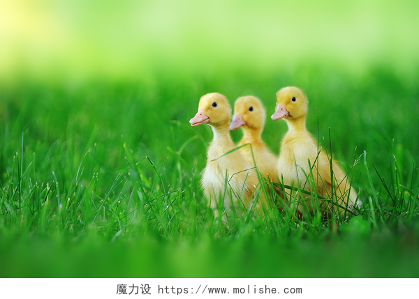 室外在绿色草地上的小鸭子小小鸭绿草